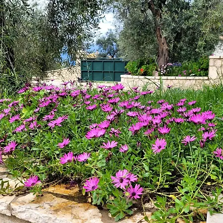Gelbes Haus Korfu Pithos